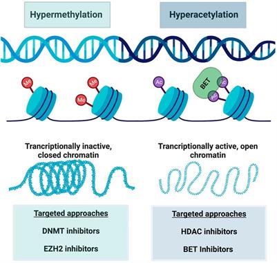 Fundamentals to therapeutics: Epigenetic modulation of CD8+ T Cell exhaustion in the tumor microenvironment